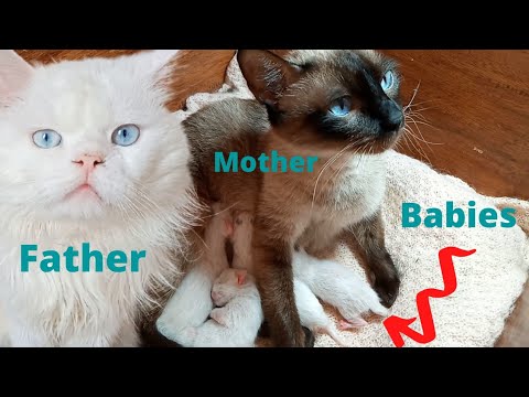 My siamese cat gave Birth to 04  beautiful kittens, all white with a black mark over their heads