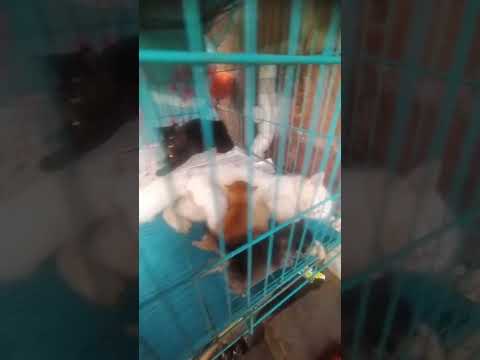 ayshu different eyes#youtube #cat #animallovers #catlovers