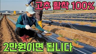 고추 활착 100%, 2만원이면 됩니다!! 고추 농사 잘 짓는 법!