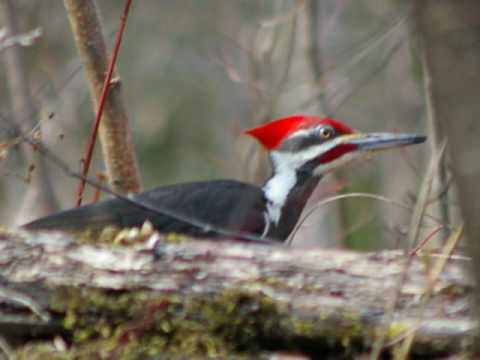Buddy Davis sings THE WOODPECKER SONG Music Video