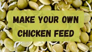 Make Your Own Chicken Feed | Sprouting Lentils
