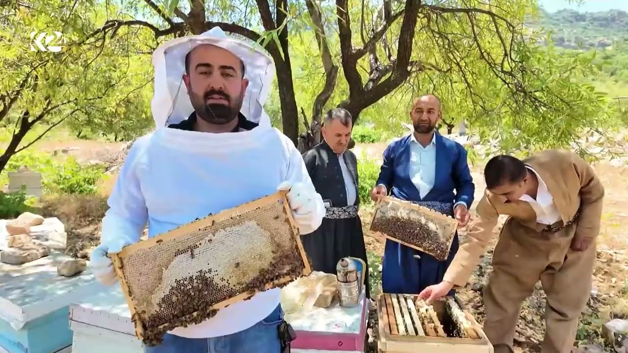 ڤیدیۆ | ئەمساڵ بەرهەمی هەنگوین لە کوردستان زیادی کردووە
