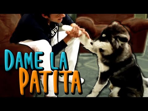 Teach your dog to "GIVE PAW" (SHAKE/PAW)- MartGon