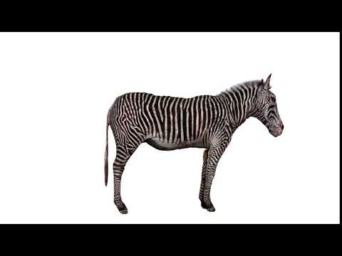 zebra0001 0284