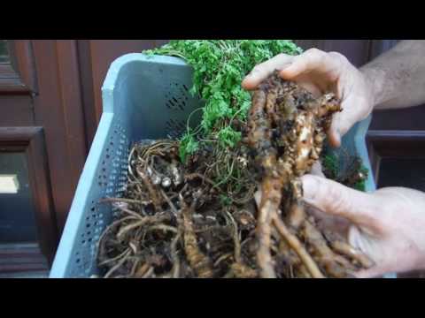 Napój energetyczny dla potencji Ładowanie leczenie impotencji
