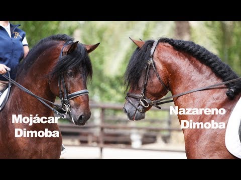 Nazareno y Mojácar montados - Oct 2018