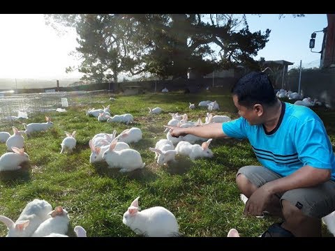 Breeding rabbits( Documentary)- Modern method of rabbit breeding