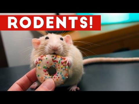 Incredible Rat & Rodent Videos of 2016 Weekly Compilation | Funny Pet Videos Video