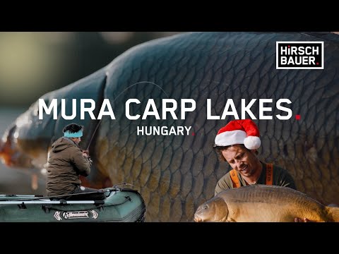 Carp fishing in Hungary! Mura Carp Lakes Great adventure with Thomas Hirschbauer! 4K