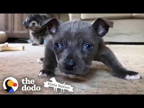Pittie Puppy with Swimmer’s Syndrome Learns How to Run | The Dodo Pittie Nation
