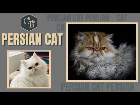 , title : 'Persian cat 😸 All you need to know about this breed 😍'