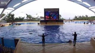 Witzige ORCA Show im Loro Park Teneriffa - Orcas at Loro Parque