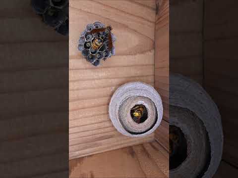 非常に優れた野生のミツバチ植物の植物リスト トピックス