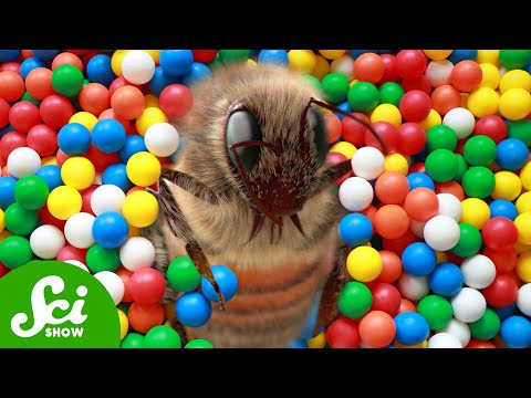 Believe It or Not, Bees Like to Play Ball. Here's What it Looks Like