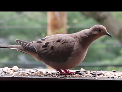 Dove, rain and food