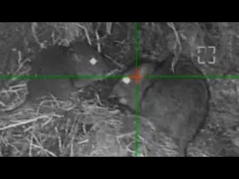 Night Ratting | Rat Shooting | Weihrauch HW100 KT Hikmicro Alpex 4K.