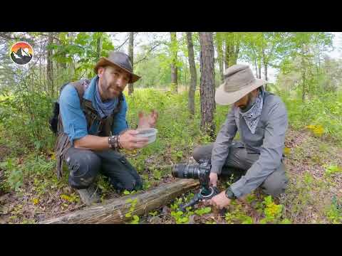 Brave Wilderness! Salamander Scavenger Hunt! - How Many Will We Find_!