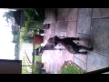 Dog The Fire Truck Funny Dog Barney