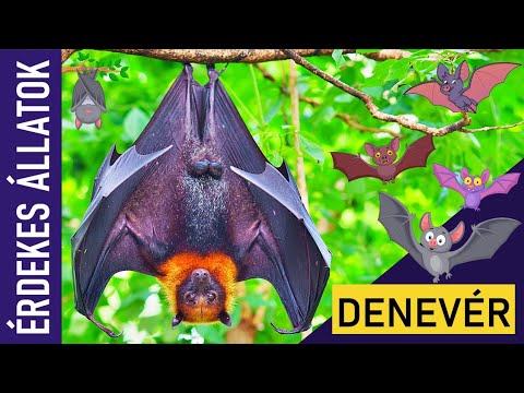 DENEVÉR | Állatok gyerekeknek | Ismeretterjesztő | Természetfilm | Magyar szókincs bővítése