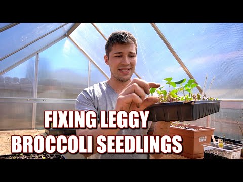 , title : 'Can you Bury Leggy Broccoli Seedlings DEEP like Tomatoes?