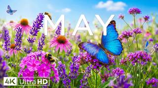 Springtime Splendor 4K | Gentle Bees & Blooming Flower Paths 🌸 A Quiet Spring Awakening