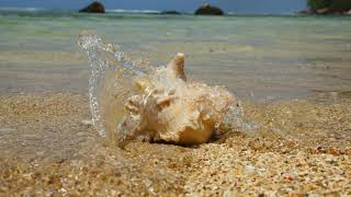 Natalie Cole · Juan Luis Guerra. Bachata Rosa