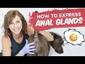 Dog Anal Glands: How To Express Them At Home