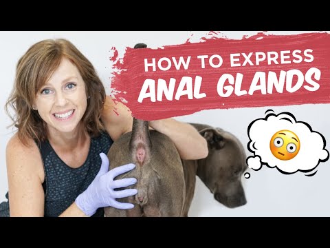 Dog Anal Glands: How To Express Them At Home