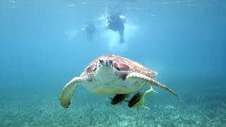 TOP 5 WILDLIFE EXPERIENCES 🐢 🦍