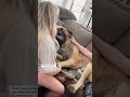 My HUGE Puppy Deserves A GOLDEN GLOBE For His Acting Dog Dogs Cutedog Funnydogs Shorts