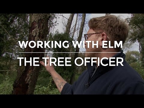 Arboricultural officer