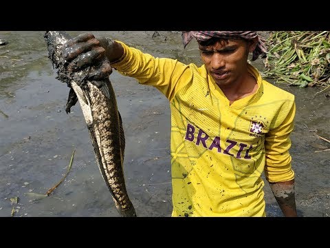 Village People lot of Big Fish Catching in Mud Water by Hand in The Pond ||Traditional Fishing Video Video