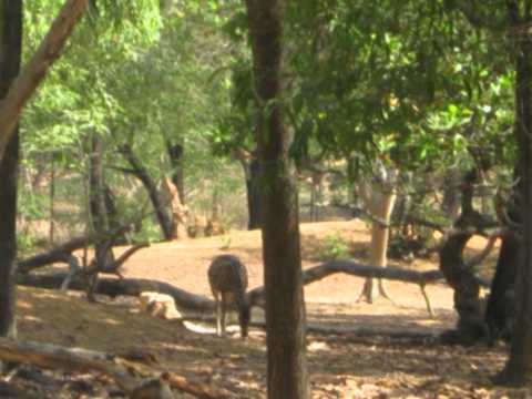 Santiniketan video