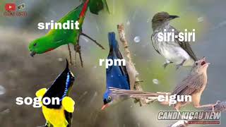 Download lagu MASTERAN TERBARU MATERI BURCIL PEDAS | SRINDIT-RPM-SIRI-SIRI-CIGUN-SOGON mp3