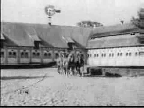 Gross Trakehnen, Конезавод в пос. Ясная Поляна, Trakehner