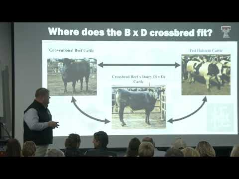 Beef on Dairy: A Focus on the End Product