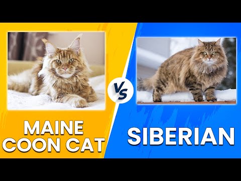 Maine Coon Cat vs Siberian: Find Out How They Compare