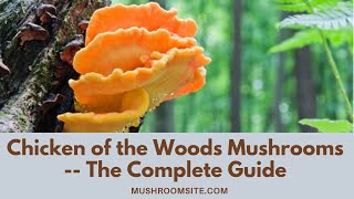 Chicken of the Woods Mushrooms -- How to Find, Prepare and Store Them