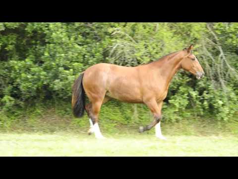 Cabanha Guanabara   Morocha