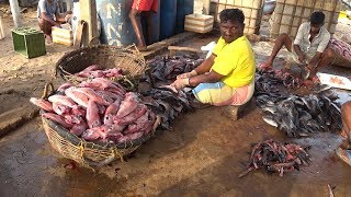 preview picture of video 'Fishing Industry Kinniya Sri Lanka #Trincomalee'