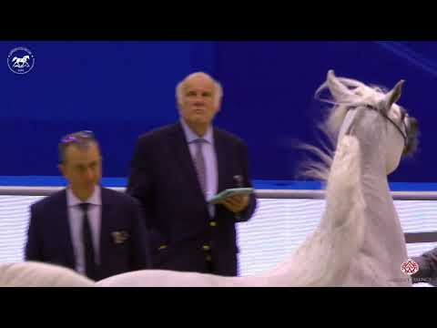 N 78 BAVIERA HVP   Dubai Arabian Horse Show 2020   Mares 7 9 Years Old Class 6