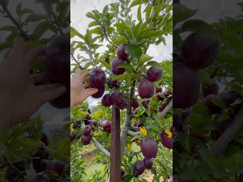 Rare Apples #applepicking  #appleharvesting