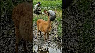 Viral Animal Rescue Deer Helped by Stranger #animallife #animalrescue #wildanimals #wildlife #wild