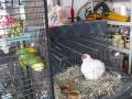 Amazon Parrot Laughing At A Chicken