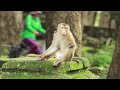 Monkey Pongo Meet Loni Very Fast Then Rush To Chasing Scarlet MA D 838