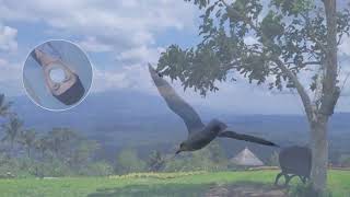 Download lagu Burung Kecil - Agus Andika (Cover) mp3