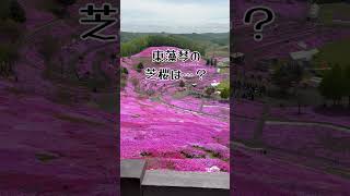 【ドイツ生活🇩🇪】一時帰国中に東藻琴の芝桜を見に行って来た#shorts