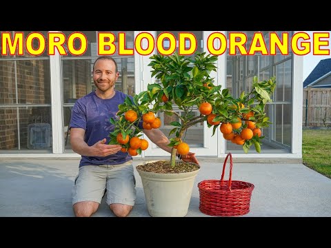 My Biggest BLOOD ORANGE Harvest Ever! 🍊The Amazing Moro Blood Orange!