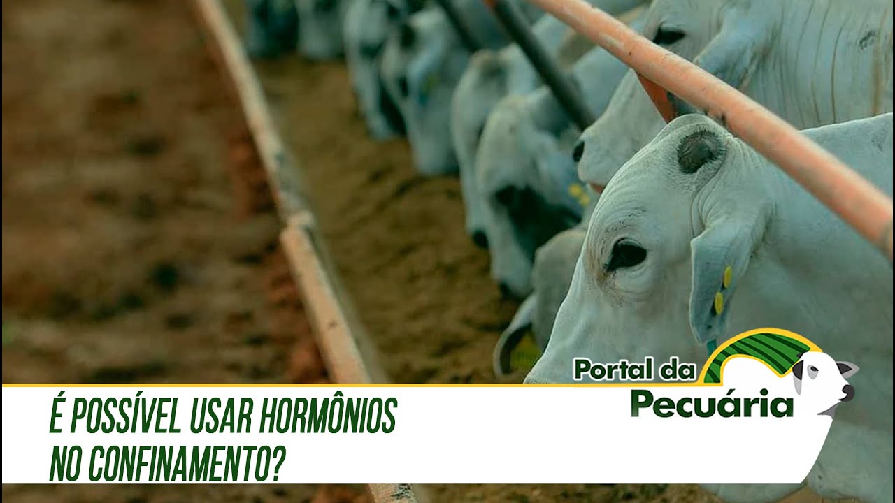 É possível usar hormônios no confinamento