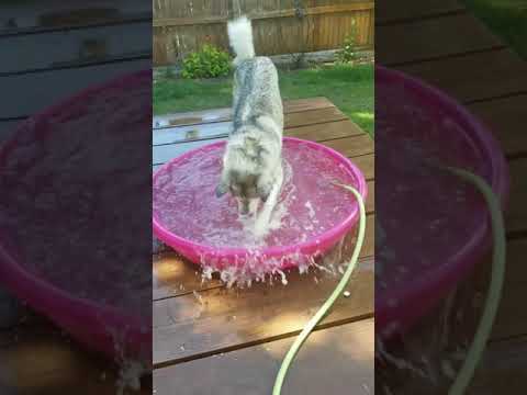 Ibby the best dog ever season 1 episode 4 and final